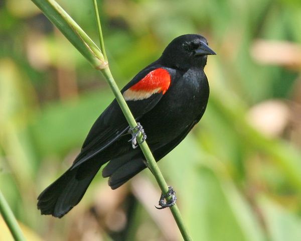 Red-Winged Blackbird